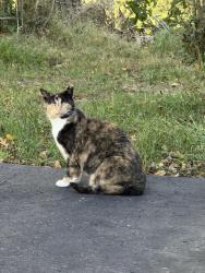 Found/Stray Unknown Cat last seen Doray Drive, Ross Township, PA 15237
