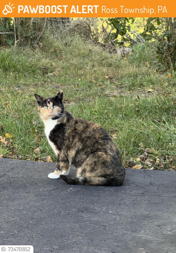 Found/Stray Unknown Cat last seen Doray Drive, Ross Township, PA 15237