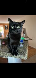 Lost Male Cat last seen Near Novato PL, Ramona, San Diego Country Estates, CA 92065