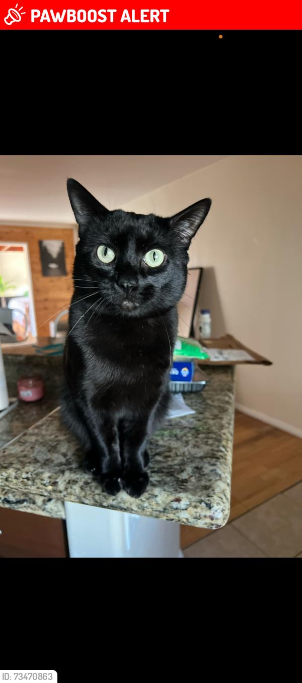 Lost Male Cat last seen Near Novato PL, Ramona, San Diego Country Estates, CA 92065