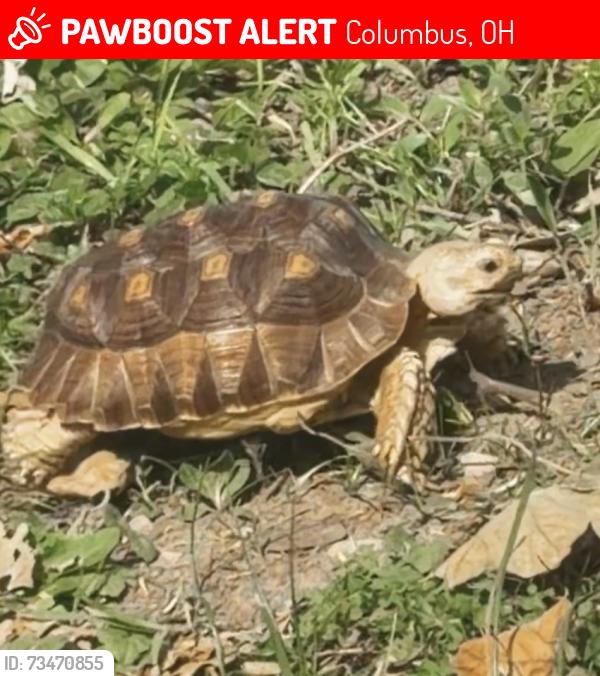 Lost Male Reptile last seen WESLYAN and mountview and redding, Columbus, OH 43221