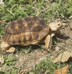Lost Male Reptile last seen WESLYAN and mountview and redding, Columbus, OH 43221
