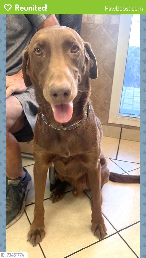 Reunited Male Dog last seen South Torrey Pines and Bullion, Spring Valley, NV 89103