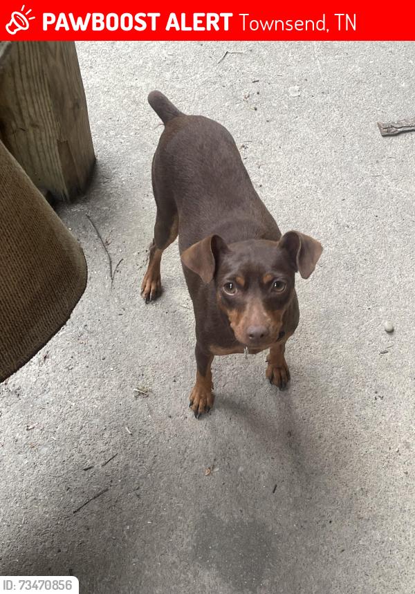 Lost Female Dog last seen Lovers Lane area, Townsend, TN 37882