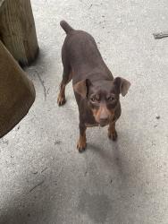 Lost Female Dog last seen Lovers Lane area, Townsend, TN 37882