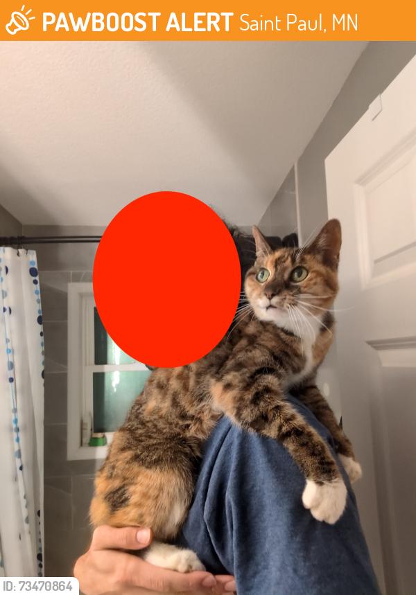 Found/Stray Female Cat last seen Wheeler & Carroll, Saint Paul, MN 55104