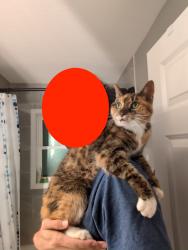 Found/Stray Female Cat last seen Wheeler & Carroll, Saint Paul, MN 55104