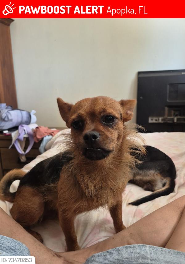 Lost Male Dog last seen Sheeler oaks subdivision, Apopka, FL 32703