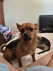 Lost Male Dog last seen Sheeler oaks subdivision, Apopka, FL 32703