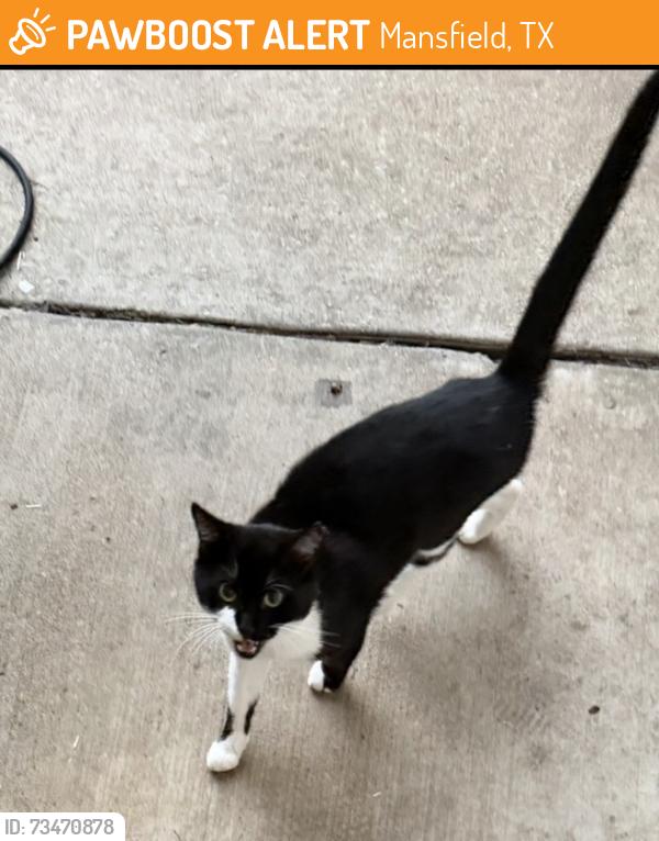 Found/Stray Unknown Cat last seen Cancun, Mansfield, TX 76063