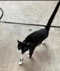 Found/Stray Unknown Cat last seen Cancun, Mansfield, TX 76063