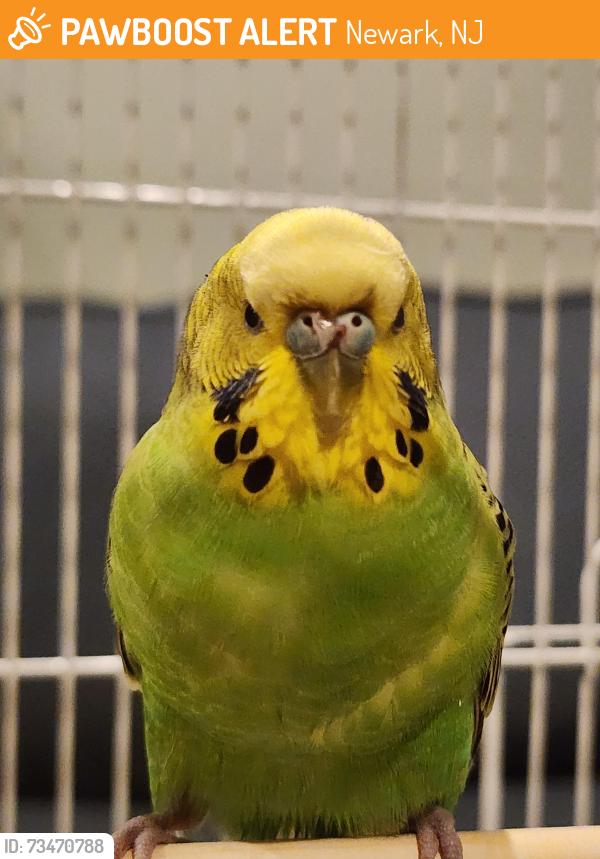Found/Stray Unknown Bird last seen Lafayette and Broad Street J & L lot across from Prudential Center, Newark, NJ 07102