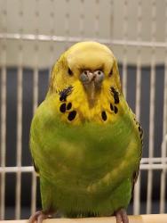 Found/Stray Unknown Bird last seen Lafayette and Broad Street J & L lot across from Prudential Center, Newark, NJ 07102