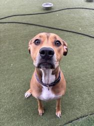 Found/Stray Female Dog last seen Patricia Ave, Dunedin, Dunedin, FL 34698