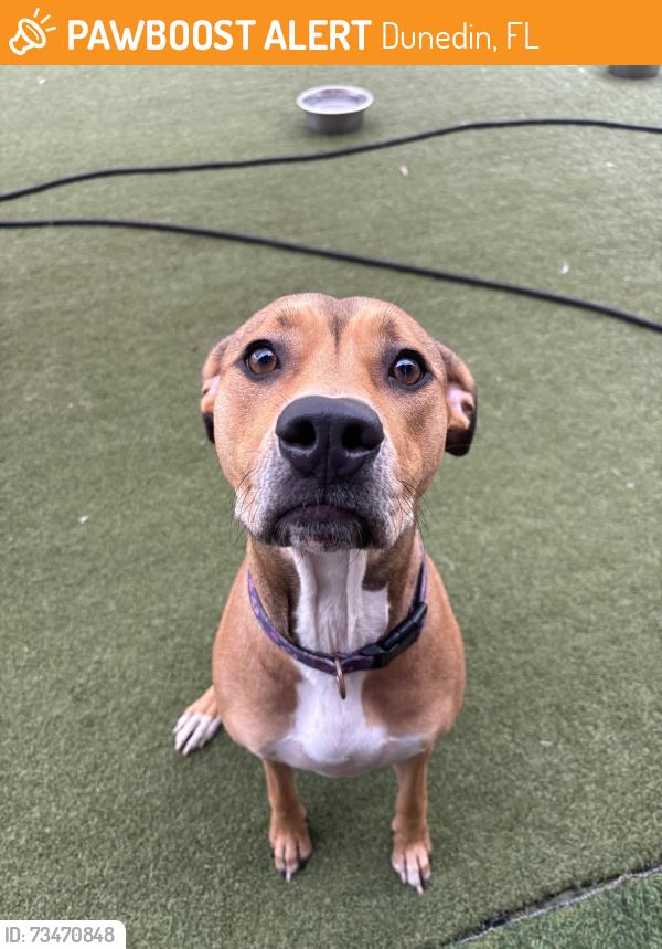 Found/Stray Female Dog last seen Patricia Ave, Dunedin, Dunedin, FL 34698