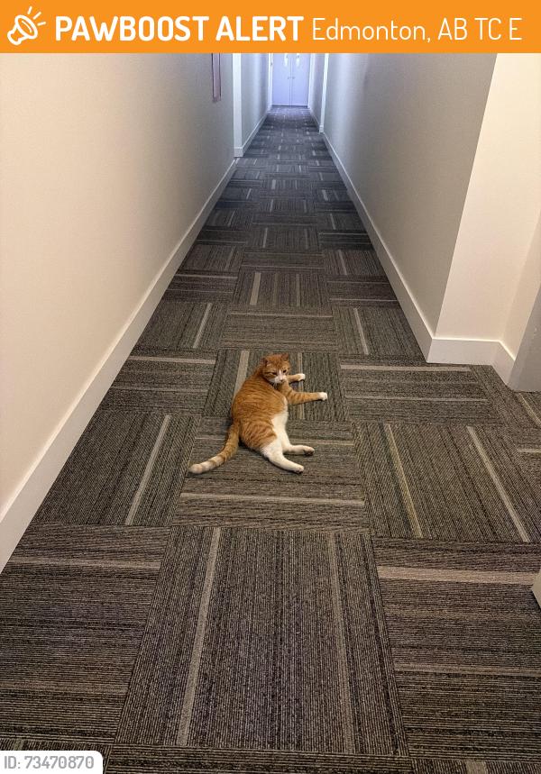 Found/Stray Male Cat last seen Londonderry school + fire hall, Edmonton, AB T5C 3E4