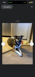 Reunited Male Dog last seen Logan ave , 28th by the Starbucks, San Diego, CA 92113
