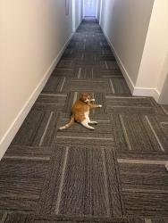 Found/Stray Male Cat last seen Londonderry school + fire hall, Edmonton, AB T5C 3E4