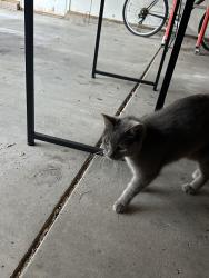 Reunited Unknown Cat last seen Near University Elementary, Bloomington, IN 47408