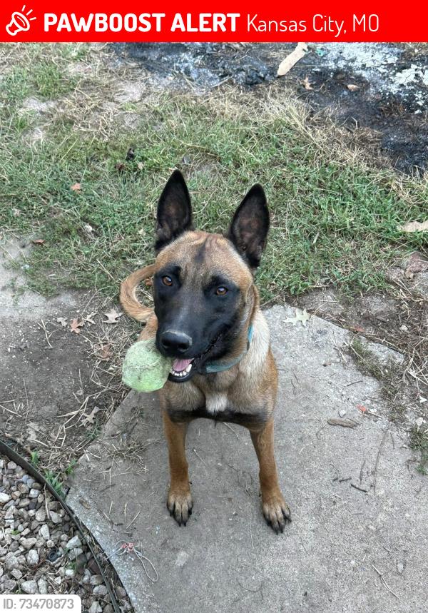Lost Male Dog last seen Gregory/Holmes, Kansas City, MO 64132