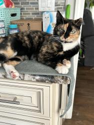 Reunited Female Cat last seen Old US 1 and Fairfield, Wake County, NC 27562