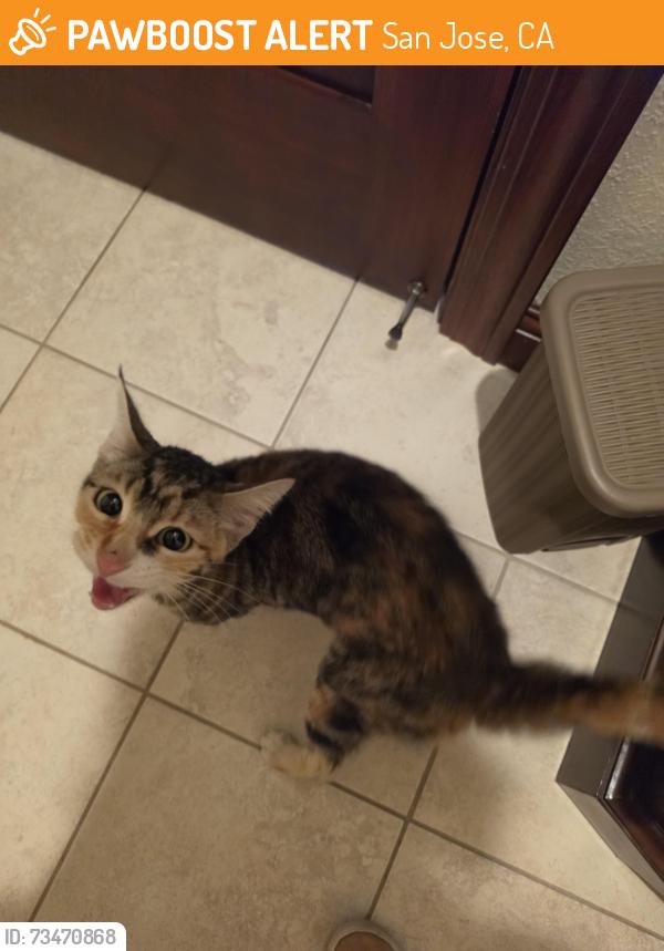 Found/Stray Female Cat last seen Willam and Margaret, San Jose, CA 95112