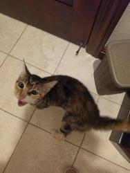 Found/Stray Female Cat last seen Willam and Margaret, San Jose, CA 95112
