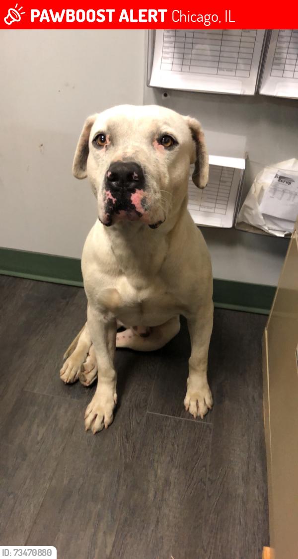 Lost Male Dog last seen Near W Chicago Ave, Chicago, IL 60651