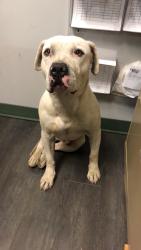 Lost Male Dog last seen Near W Chicago Ave, Chicago, IL 60651