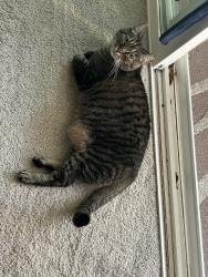 Lost Female Cat last seen St Christopher’s episcopal church, Olympia, WA 98502
