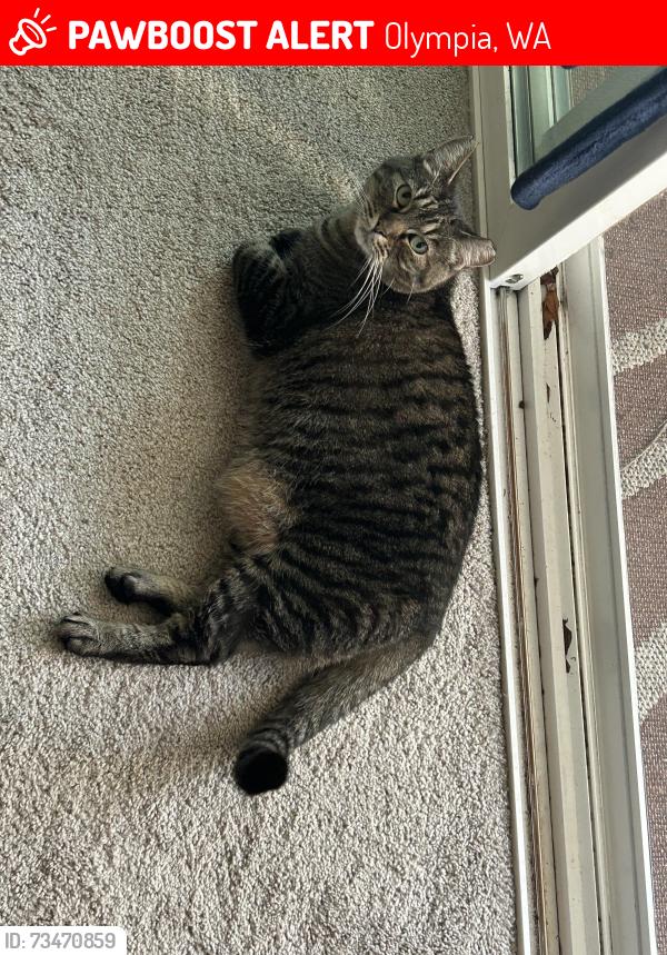 Lost Female Cat last seen St Christopher’s episcopal church, Olympia, WA 98502