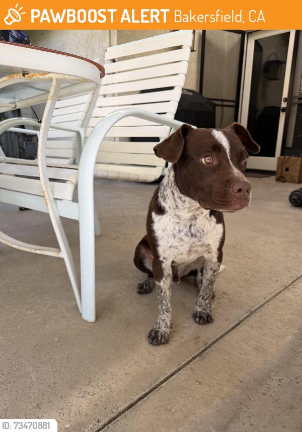 Found/Stray Male Dog last seen Meadow gate, Bakersfield, CA 93313