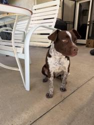 Found/Stray Male Dog last seen Meadow gate, Bakersfield, CA 93313