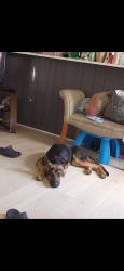 Lost Female Dog last seen Black Creek Rd , Panking plant Rd Smithfield or fouroaks, Smithfield, NC 27577