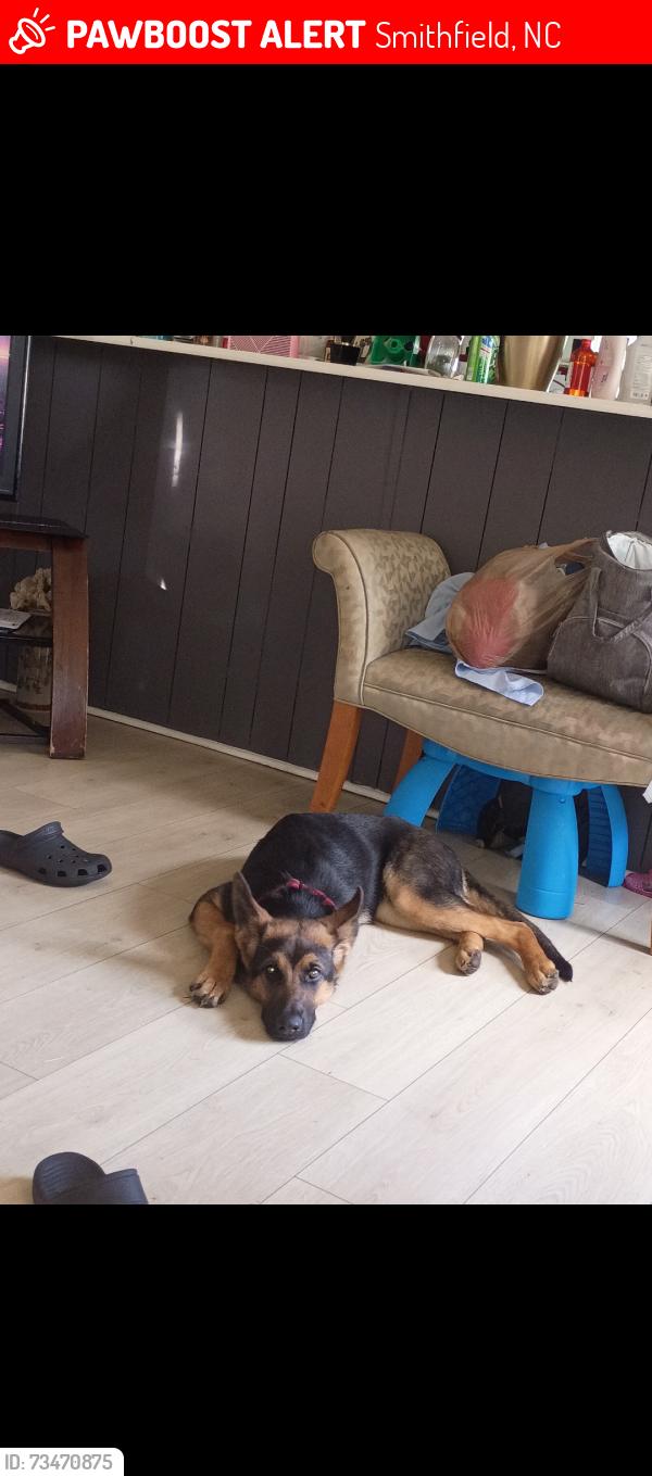 Lost Female Dog last seen Black Creek Rd , Panking plant Rd Smithfield or fouroaks, Smithfield, NC 27577
