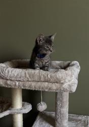 Shelter Stray Male Cat last seen Near BLOCK S KILT ROCK CT, 4522 W 3500 S, West Valley City, UT 84120, USA
