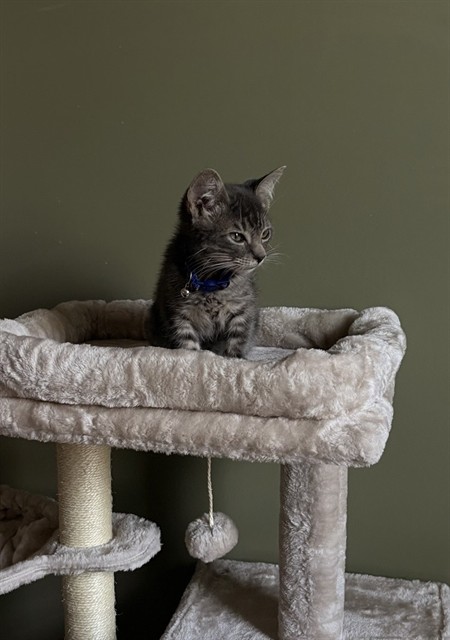 Shelter Stray Male Cat last seen Near BLOCK S KILT ROCK CT, 4522 W 3500 S, West Valley City, UT 84120, USA