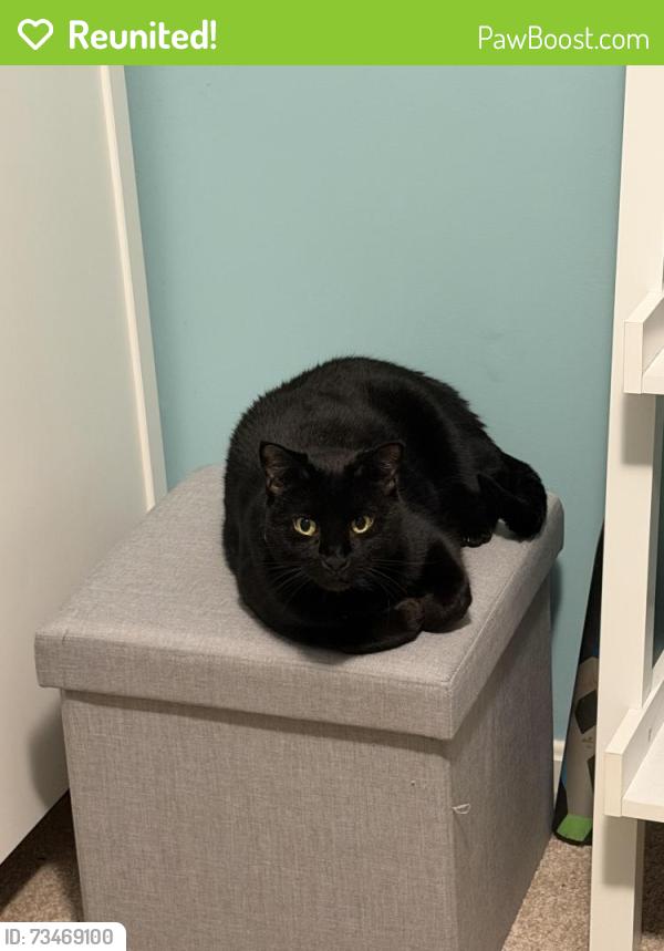 Reunited Male Cat last seen Glenhazel & Grottoes, behind the Good Shepard and School of Rock off Ashburn Rd, Ashburn, VA 20147