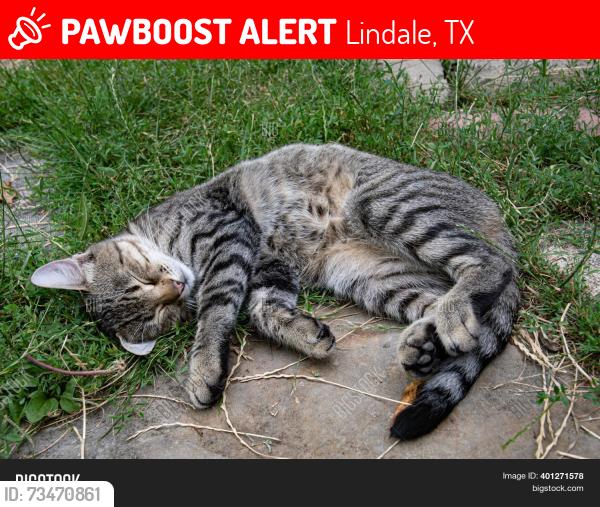 Lost Female Cat last seen Near yesterday drive, Lindale, TX 75771