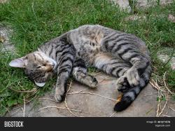 Lost Female Cat last seen Near yesterday drive, Lindale, TX 75771