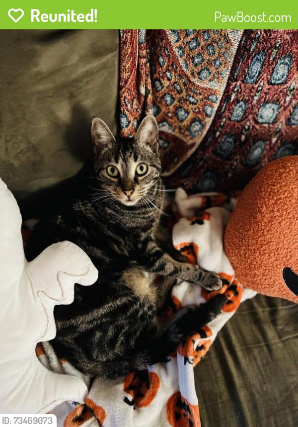Reunited Female Cat last seen Morning Mist Lane, Simpsonville, SC 29680