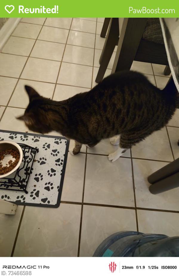 Reunited Female Cat last seen Amber Field compound, Nanuet, NY 10954