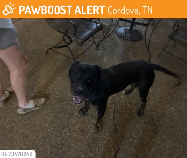Found/Stray Male Dog last seen Cordova Rd and Appling Rd, Cordova, TN 38016