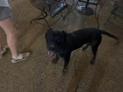 Found/Stray Male Dog last seen Cordova Rd and Appling Rd, Cordova, TN 38016
