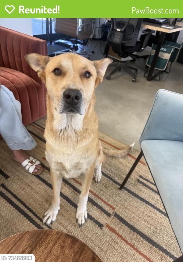 Reunited Male Dog last seen Terracing and vista village, Vista, CA 92083