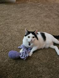 Reunited Female Cat last seen Near Schavey Road and Pearwood Drive, DeWitt, MI 48820