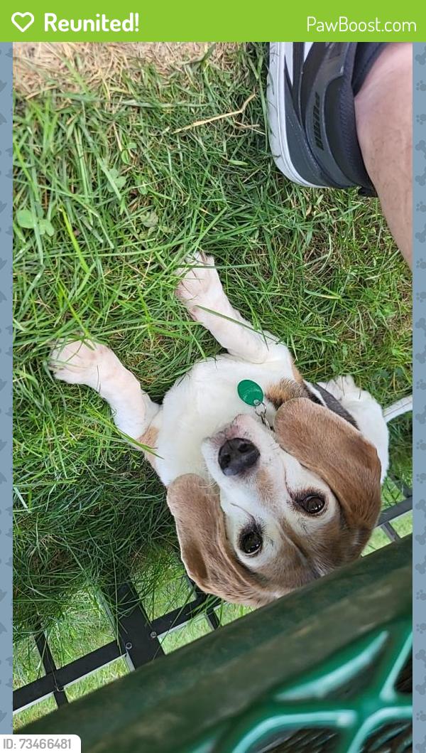 Reunited Female Dog last seen Near Robinwood St, Pontiac, MI 48340, USA, Pontiac, MI 48340