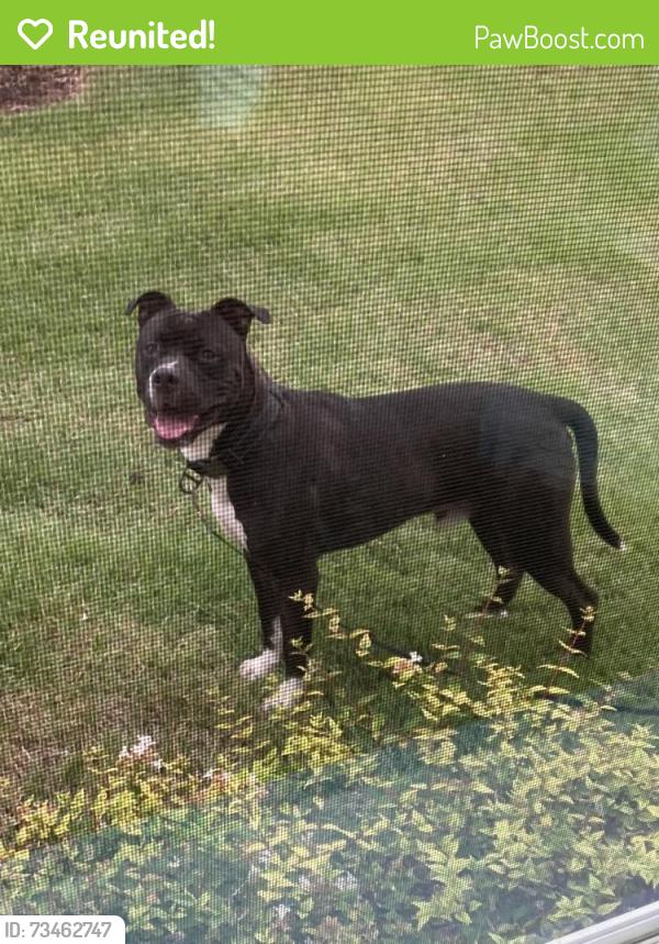 Reunited Male Dog last seen Luxe of Buda apmts, Buda, TX 78610