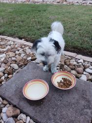Found/Stray Male Dog last seen Amber Valley Lane and Osage, Leander, TX 78641