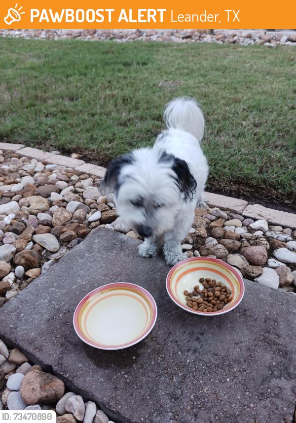 Found/Stray Male Dog last seen Amber Valley Lane and Osage, Leander, TX 78641